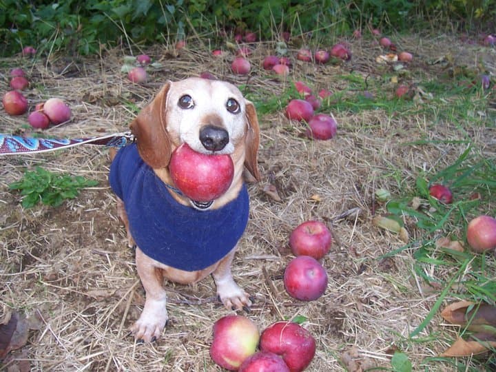 Cover Image for The Rise of the Apple Dog AI Trend on TikTok